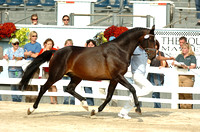 Horses 2008