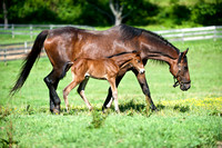 Csquare Foal