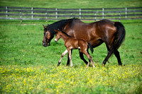 Csquare Foal